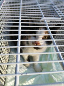 Katze 3.1, Marbach