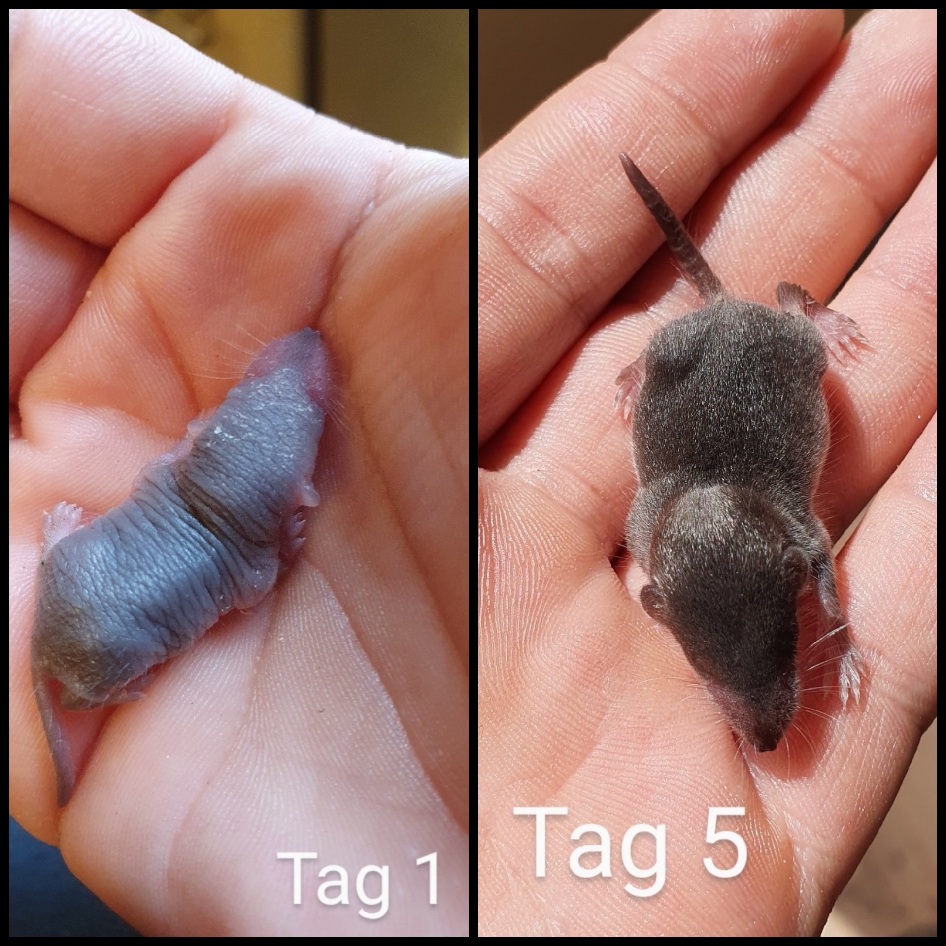 Ein kleines Spitzmauskind • Tierschutz Fulda und Umgebung e.V.