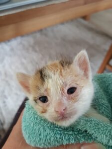 Tara, Tinkerbell, Flo, Felix und Finlay