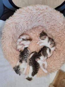 Tara, Tinkerbell, Flo, Felix und Finlay