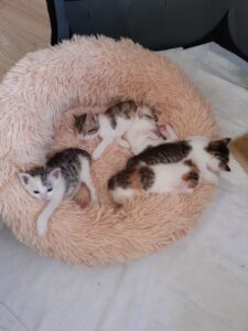 Tara, Tinkerbell, Flo, Felix und Finlay