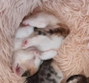 Tara, Tinkerbell, Flo, Felix und Finlay