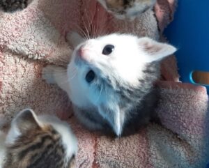 Tara, Tinkerbell, Flo, Felix und Finlay